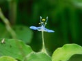 Flowers closup looks like dancing girl in blue dresses