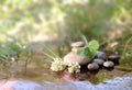 Flowers of a clover and stones for Spa in water Royalty Free Stock Photo