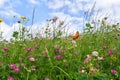 Flowers of clover and wildflowers on meadow in summer. Orange butterfly with black dots scarce copper above summer wildflowers Royalty Free Stock Photo