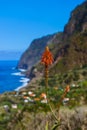 Flowers on coast in Boaventura - Madeira Portugal