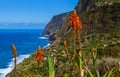 Flowers on coast in Boaventura - Madeira Portugal