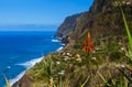 Flowers on coast in Boaventura - Madeira Portugal