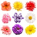 Flowers collection of assorted phlox, gerbera, iris, chamomile, dahlia, day-lily, lily, zinnia isolated on white background