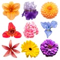 Flowers collection of assorted phlox, gerbera, iris, chamomile, tigridia, dahlia, day-lily, lily, zinnia isolated on white