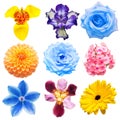 Flowers collection of assorted roses, daisies, irises, pansies, tigridia, lilies, gerbera isolated on white background Royalty Free Stock Photo