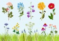 Flowers collection. Botanical wild plants field meadow vector drawing in cartoon style