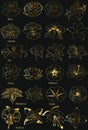 Flowers Collection. Gold silhouettes on a black background.