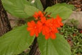 Flowers,color flower in spring