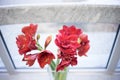 Flowers of color live coral stand in a vase by the window