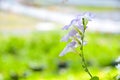 smalls white purple flower blooming in garden Bangkok Thailand Royalty Free Stock Photo