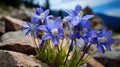 flowers colorado blue columbine