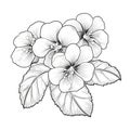 Captivating Black And White Violas For Coloring Pages