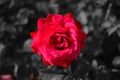 A red rose wet from the rain