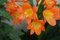 Flowers, colors, orange,yellow,green Royalty Free Stock Photo