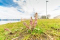 Flowers of common butterbur, petasites hybridus, daytime Royalty Free Stock Photo