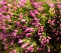 Flowers of common centaury