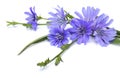 Flowers of common chicory Cichorium intybus white background. Roots used as a coffee substitute and additive Royalty Free Stock Photo