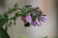 Flowers of common comfrey Symphytum officinale plant