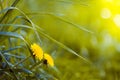 Flowers of common dandelion, Taraxacum officinale, face the sun in sunlit spring meadow, macro texture Royalty Free Stock Photo