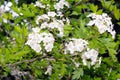 Flowers of common hawthorn (Crataegus monogyna)