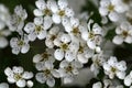 Flowers of a common hawthorn