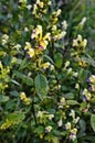 Flowers of common hempnettle, Galeopsis tetrahit Royalty Free Stock Photo