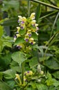 Flowers of common hempnettle, Galeopsis tetrahit Royalty Free Stock Photo