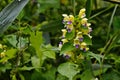 Flowers of common hempnettle, Galeopsis tetrahit Royalty Free Stock Photo