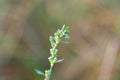Flowers of a common knotgrass, Polygonum aviculare Royalty Free Stock Photo