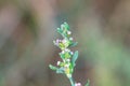 Flowers of a common knotgrass, Polygonum aviculare Royalty Free Stock Photo