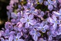 Flowers of Common Lilac `Firmament`