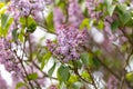 Flowers of common lilac Syringa vulgaris in spring garden Royalty Free Stock Photo