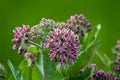 Flowers of the Common Milkweed carry a weevil and several ants in spring in a marsh