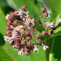 Flowers of common milkweed Royalty Free Stock Photo