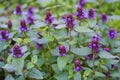 Common Selfheal Prunella vulgaris