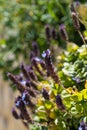 Flowers of a Common Selfheal-Prunella vulgaris Royalty Free Stock Photo