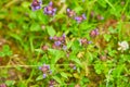 Flowers of a Common Selfheal Prunella vulgaris. Select focus.