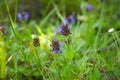 Flowers of a Common Selfheal Prunella vulgaris. Select focus.