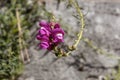 Flowers of a common snapdragon, Antirrhinum majus