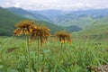 Flowers of Compositae