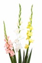 Flowers composition with beautiful gladiolus isolated on white background.