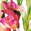 Flowers composition with beautiful gladiolus isolated on white background.