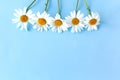 Flowers composition. Chamomile flowers on pastel blue background. day of family, love and loyalty