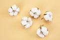 Flowers composition - Cotton flowers on pastel brown background