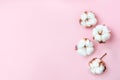 Flowers composition. Cotton flowers on pastel pink background. Flat lay, top view. Natural flower background, copyspace