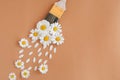 Flowers composition. Creative layout made of white cammomile flowers and paint brush on pastel background. Flat lay, top view, Royalty Free Stock Photo