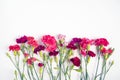 Frame made of colored carnations flowers on white background. Royalty Free Stock Photo