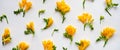 banner for website, Flowers composition. Frame made of dried yellow flowers on white background. Flat lay, top view. Royalty Free Stock Photo