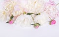 Flowers composition. Frame made of pink peony flowers on white background. Flat lay, top view, copy space Royalty Free Stock Photo