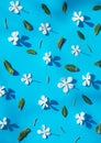 Frame made of various white Catharanthus flowers on blue background. Royalty Free Stock Photo